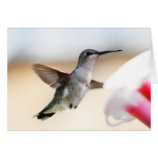 Colibri au conducteur