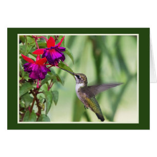Colibri avec Fuchsia