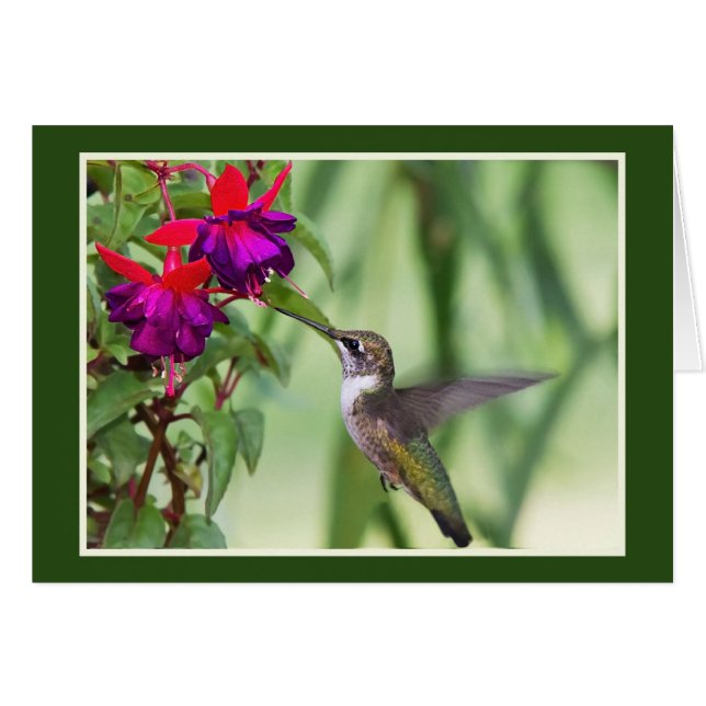 Colibri avec Fuchsia (Devant horizontal)
