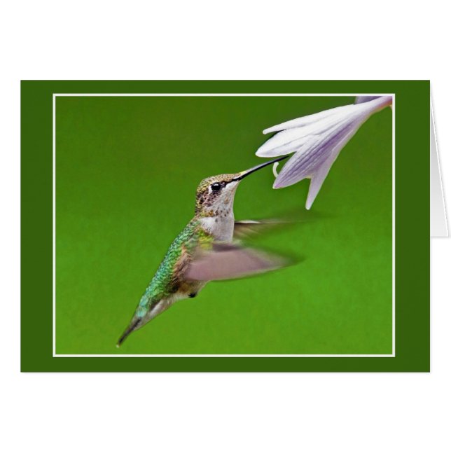 Colibri Avec Hyacinth Été (Devant horizontal)