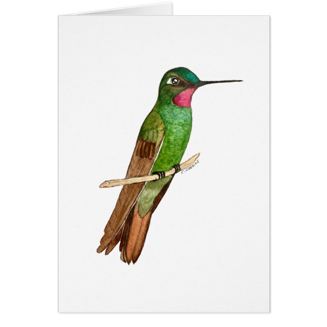 Colibri brésilien de rubis (Devant)