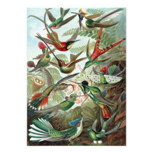 Colibri coloré par Ernst Haeckel Poster