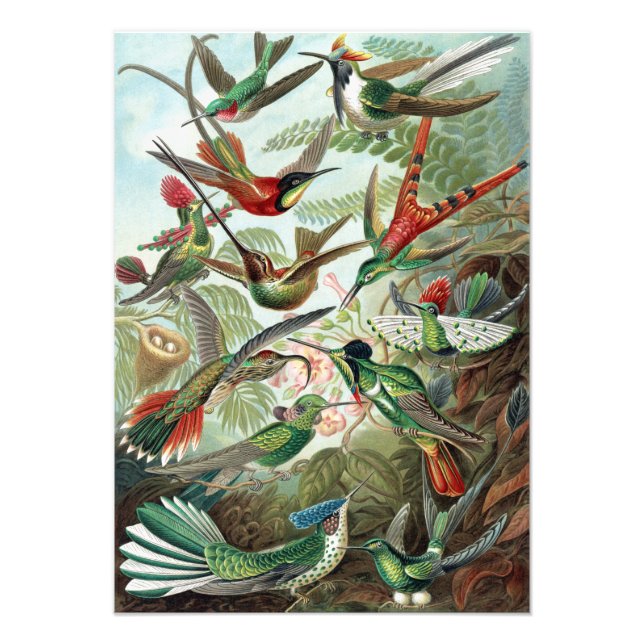 Colibri coloré par Ernst Haeckel Poster (Devant)
