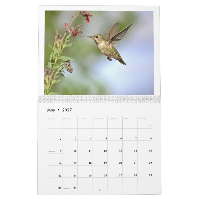 Colibri de Californie Calendrier 2024 (Mai 2027)