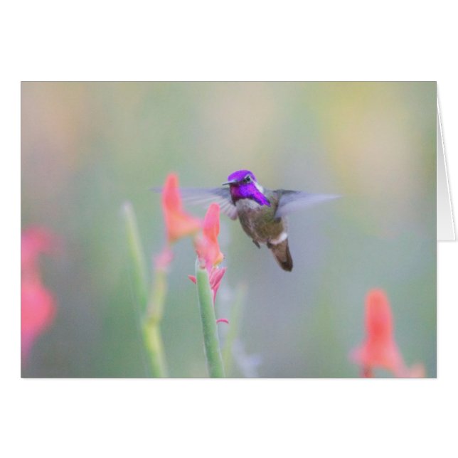 Colibri de Costa en approche (Devant horizontal)