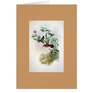 Colibri d'ermite de Gould - de Dohrn