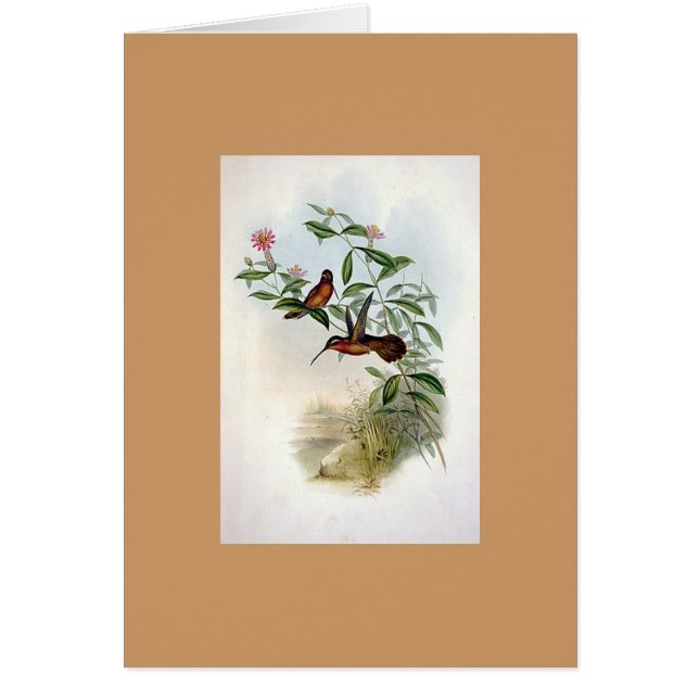 Colibri d'ermite de Gould - de Dohrn (Devant)