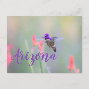 Colibri en approche, carte postale de l'Arizona