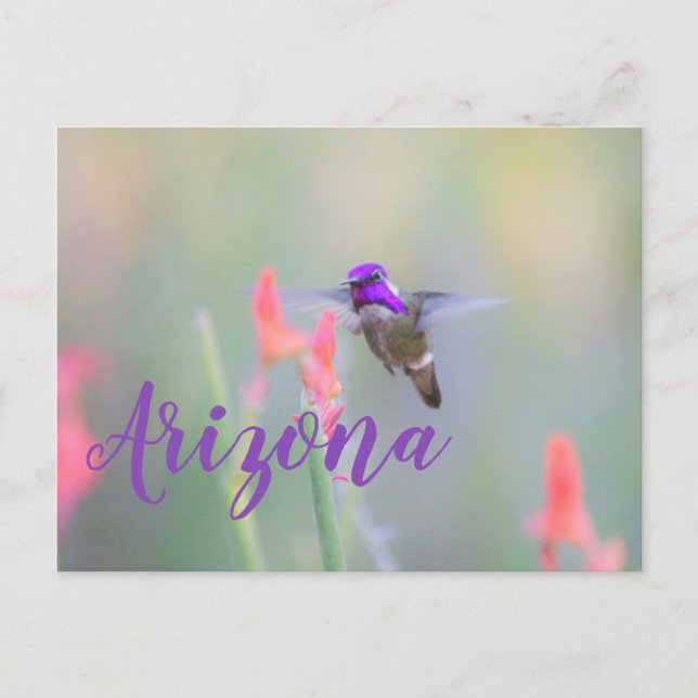 Colibri en approche, carte postale de l'Arizona (Devant)