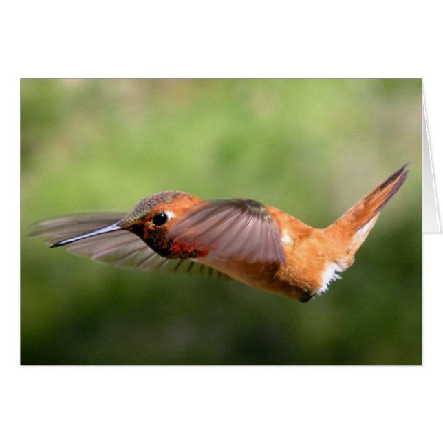 Colibri en vol - Cartes (Devant horizontal)