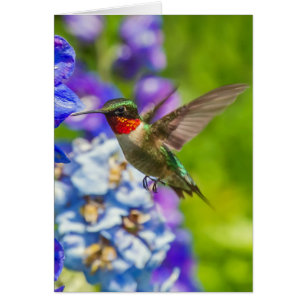 Colibri Et Delphinium