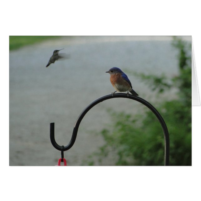 Colibri et oiseau bleu, religieux (Devant horizontal)