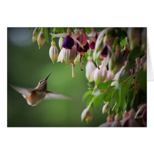 Colibri et Plante de Fushia
