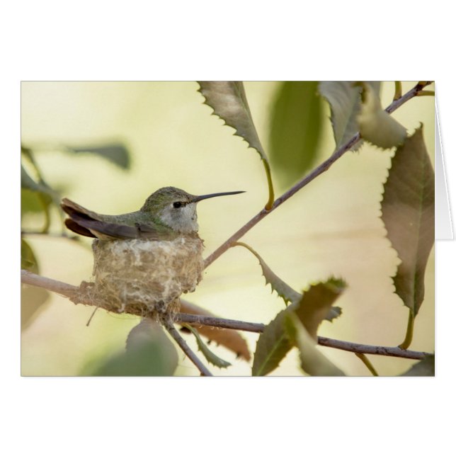 Colibri femelle sur son nid (Devant horizontal)