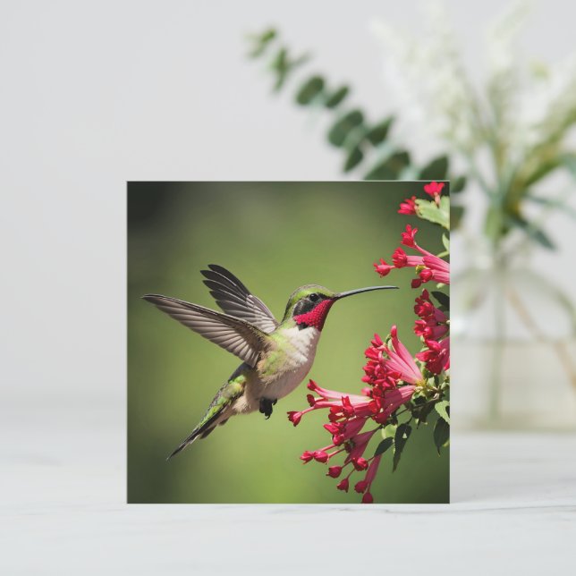 Colibri Magnifique (Debout devant)