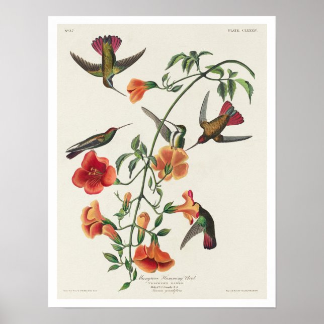 Colibri Mango par Audubon Poster (Devant)