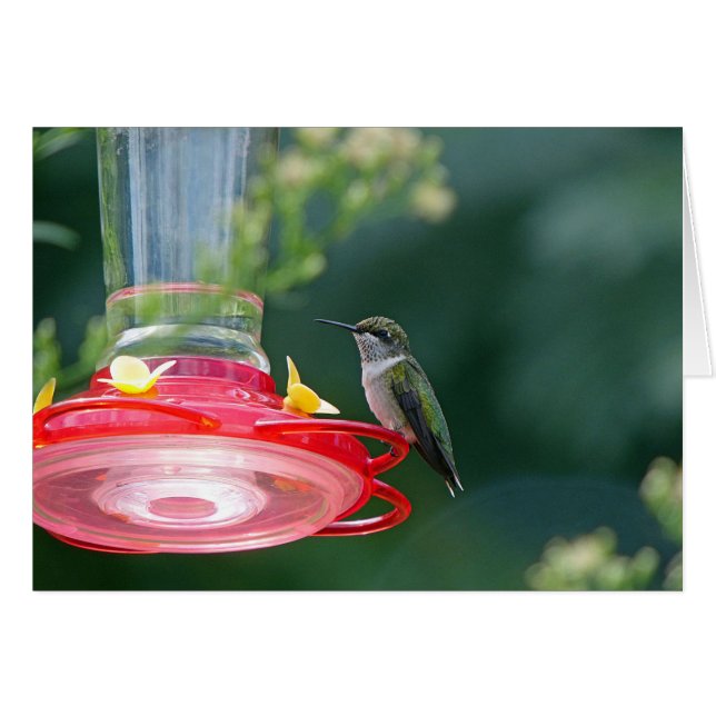 Colibri perché (Devant horizontal)
