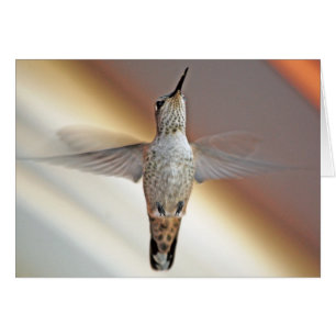 Colibri planant