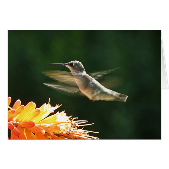 Colibri rouge (Devant horizontal)