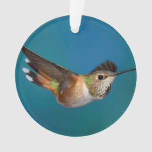 Colibri Rufous