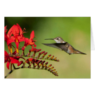 Colibri Rufous chez Lucifer Crocosmia