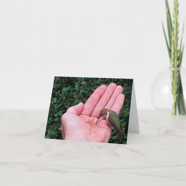 Colibri Rufous/d'Allen • Joe Sweeney - carte (Devant)