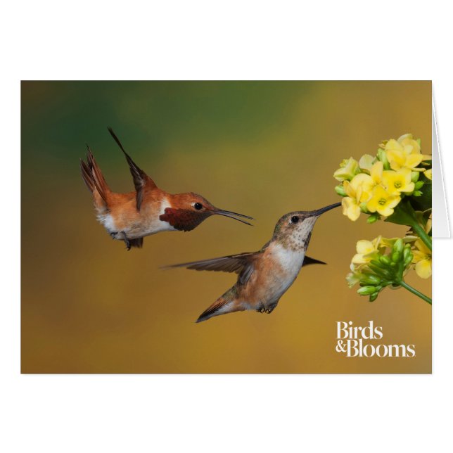 Colibri Rufous de flottement (Devant horizontal)