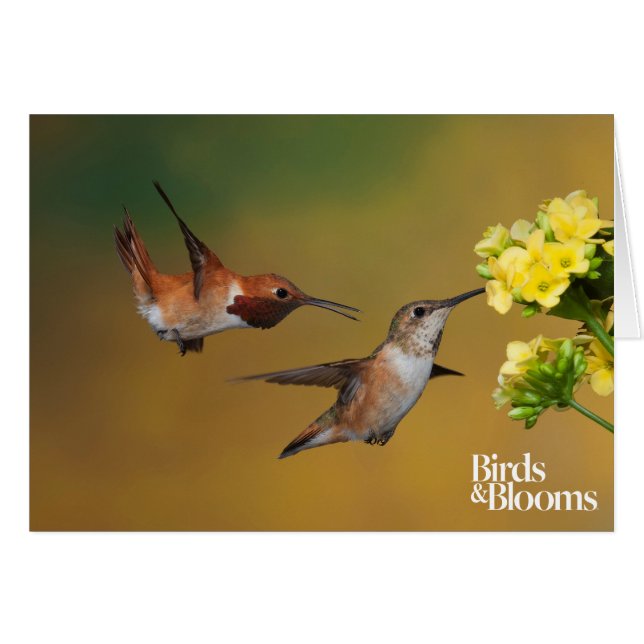 Colibri Rufous de flottement (Devant Horizontal)