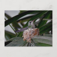 Colibri sur carte postale de nid
