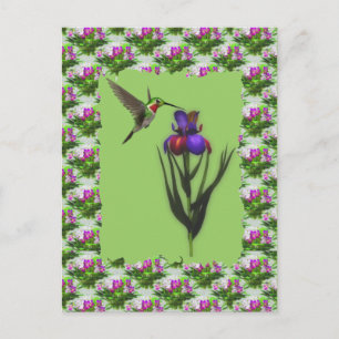 Colibri Sur Carte Postale Iris Flower
