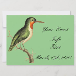 Colibri sur la branche Thunder_Cove