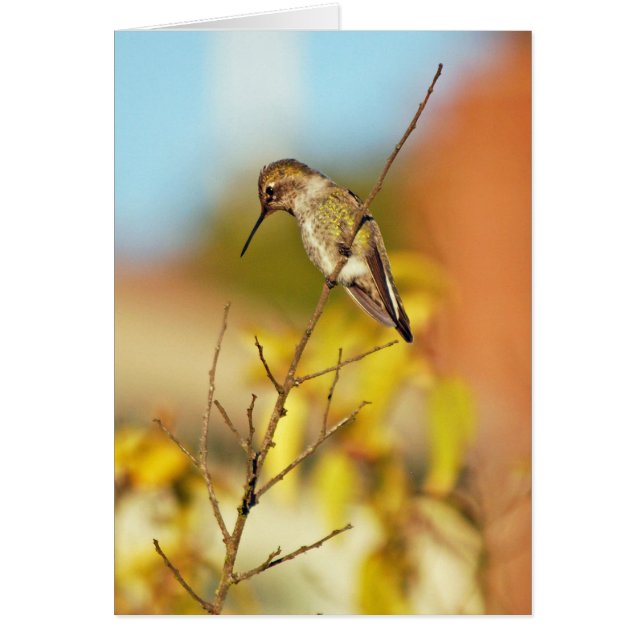 Colibri sur la brindille (Devant)
