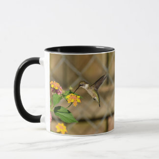 Colibri sur Lantana 11 oz Mug