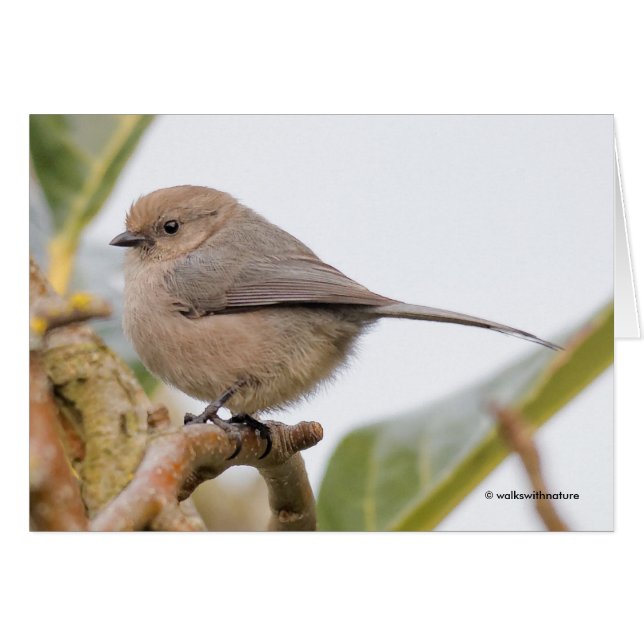 Colibri sur l'arbre à poires (Devant horizontal)