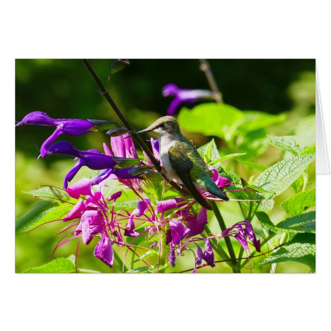 Colibri sur Menthe Colibri Nature Colorée (Devant horizontal)