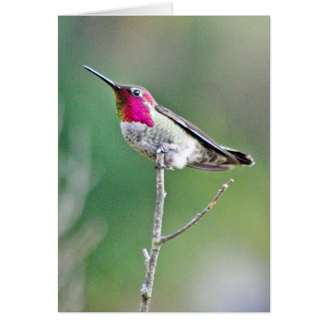 Colibri sur une branche (Devant)