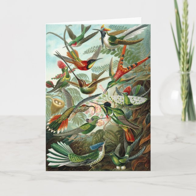 Colibri (Trochilidae) par carte Haeckel (Devant)