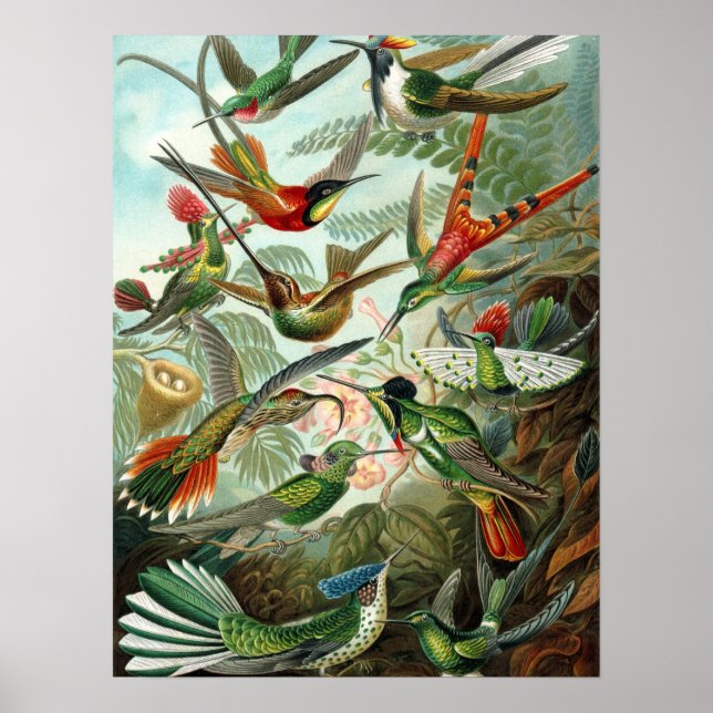 Colibri (Trochilidae) par Haeckel Poster (Devant)