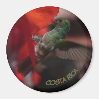 Colibri vert sur la croûte à fleurs orange. Magnet