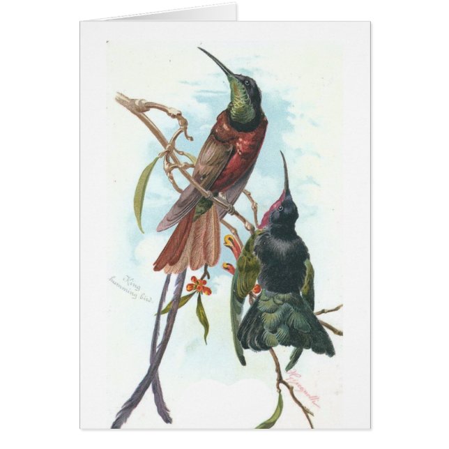 Colibri vintage (Devant)