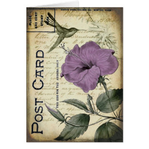 Colibri vintage de ketmie