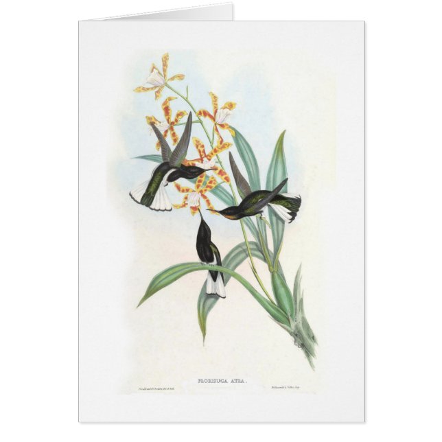 Colibris (Devant)