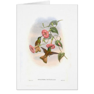 Colibris