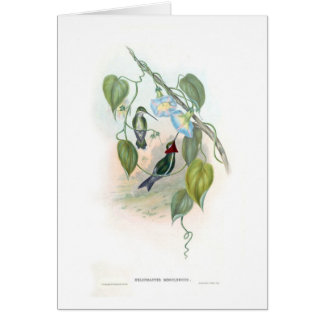 Colibris