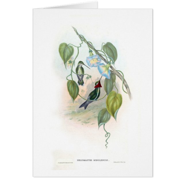 Colibris (Devant)