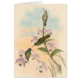 Colibris et orchidées de Gould
