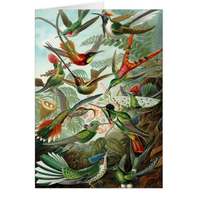 Colibris par Ernst Haeckel, Oiseaux Arbres Vintage (Devant)
