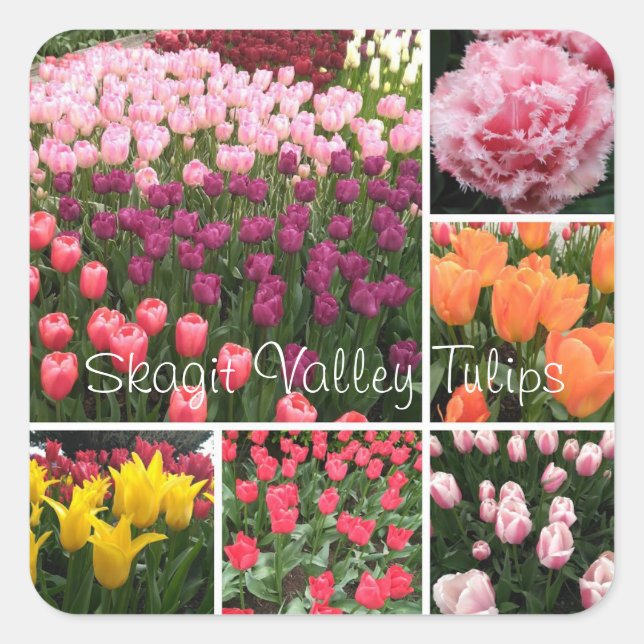 collage autocollant pour tulipes Skagit Valley, WA (Devant)