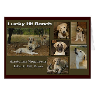 collage chanceux de coup