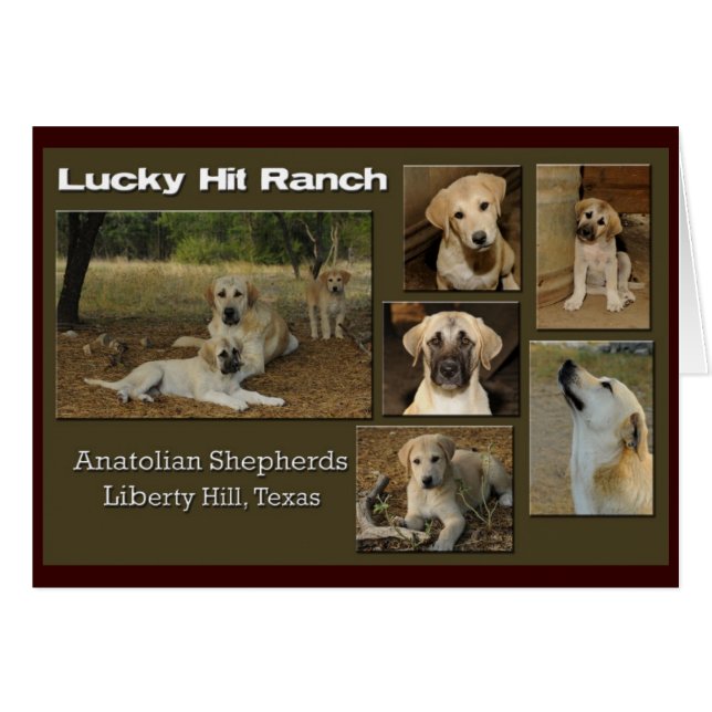 collage chanceux de coup (Devant horizontal)